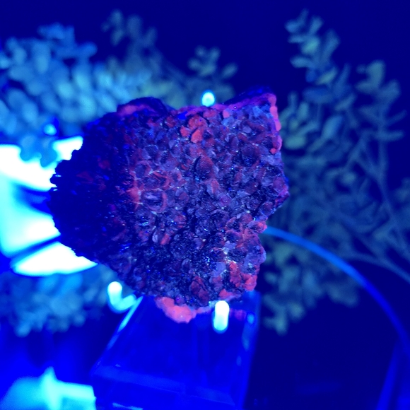 Calcite W Hematite Inclusions - Picture 8 of 8